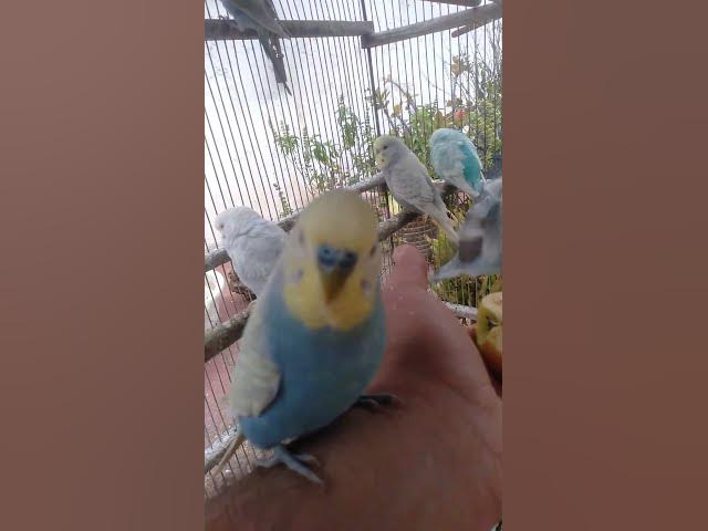 Video thumbnail for 🛍️日本で見つけたインコおすすめグッズ🐦✨ #おすすめ 🛍️