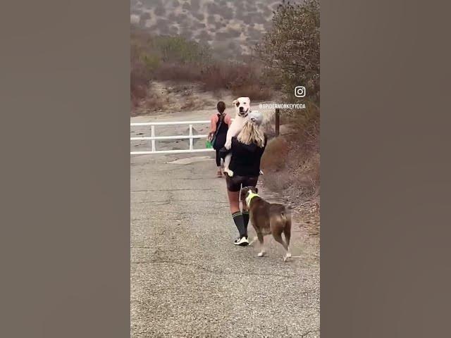 Video thumbnail for #funnyshort #dogs #firstworldproblems #bestshorts