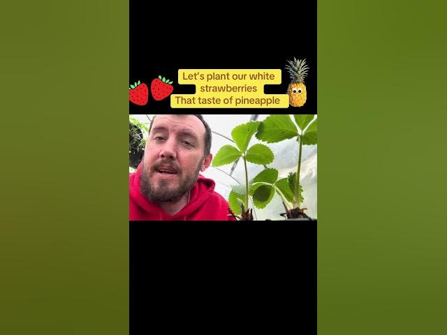 Video thumbnail for How to Grow Pineberries 🍍🍓 White Strawberries That Taste Like Pineapple!