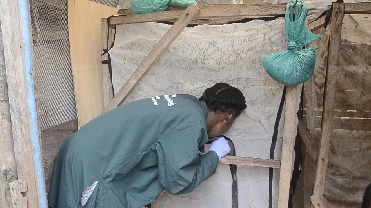 Video thumbnail for Uganda: Ugandan youth transforms waste into sustainable animal feeds booster using black soldier fly larvae.