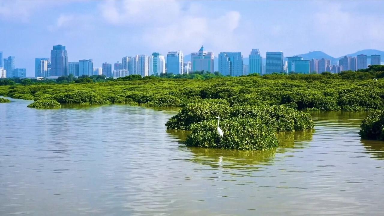 Video thumbnail for China: 2026 APEC Ministerial Meeting on Forestry held in south China's Shenzhen.
