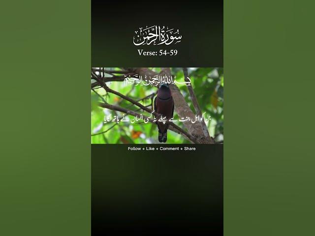 Video thumbnail for So beautiful Quran ♥️#youtubeshorts #youtube #shorts #youtuber #youtubechannel #reels