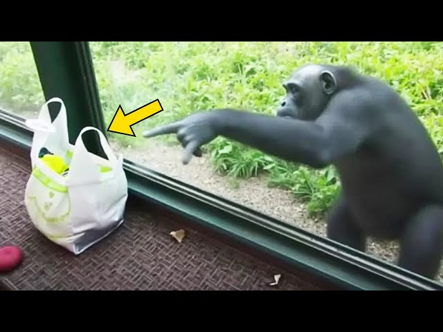 Video thumbnail for Chimp Keeps Pointing At Visitor’s Backpack, Then Zookeeper Finds Out Why