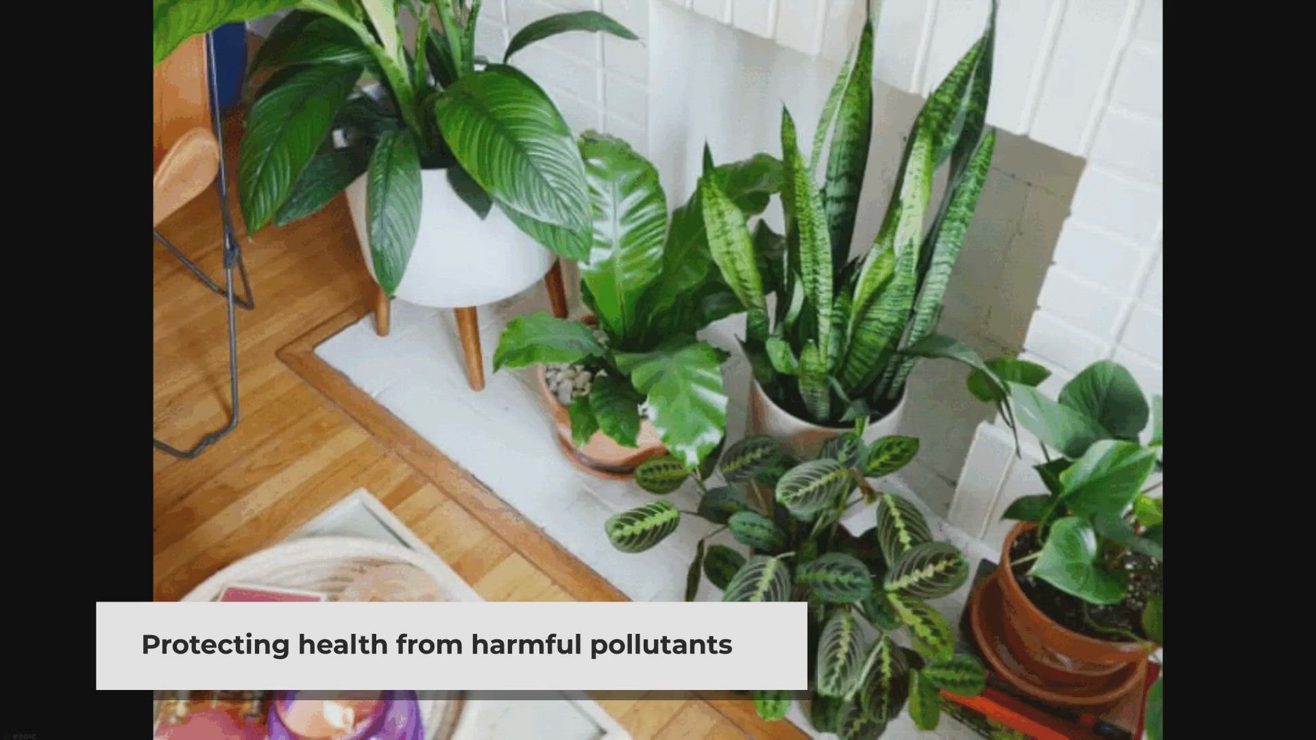 Video thumbnail for Top 15 Best Air Purifying Plants - Top 15