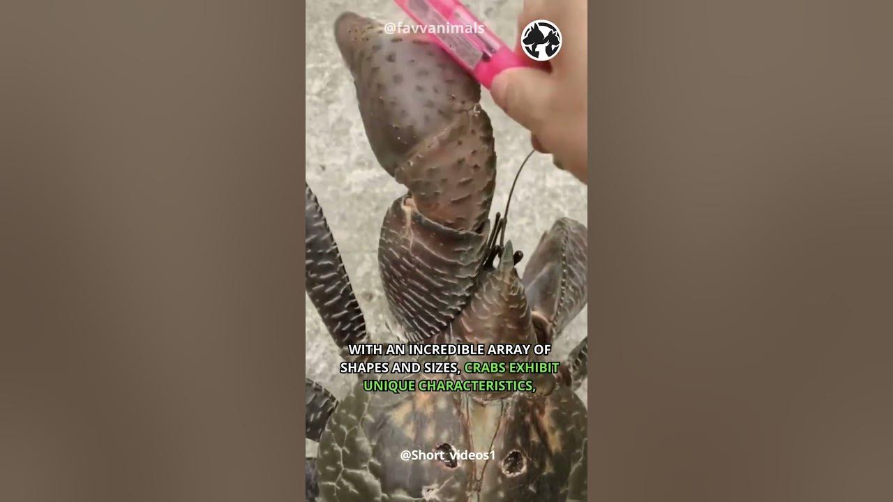 Video thumbnail for Crawlers Of The Coast  - The Fascinating Lives of Crabs #shorts #crab