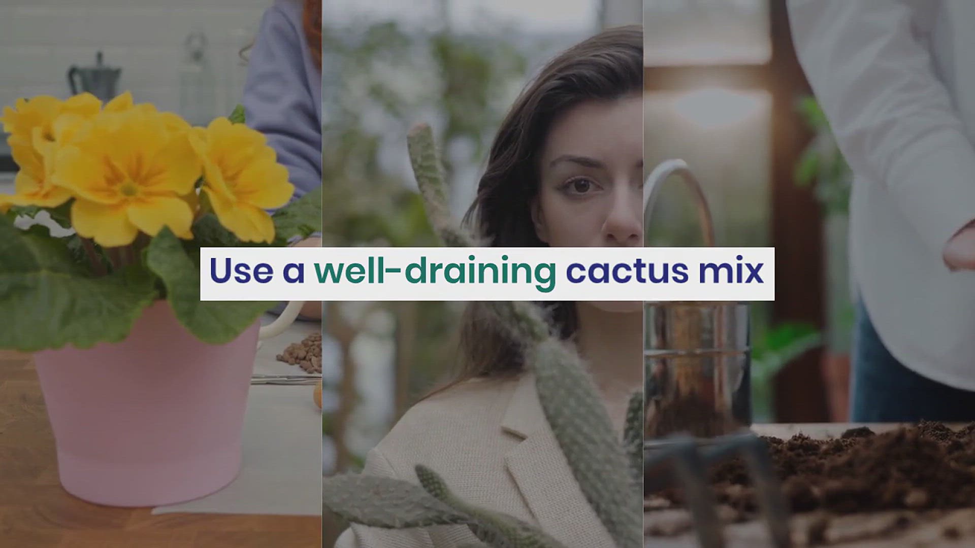 'Video thumbnail for How to Grow Cactus Indoors'