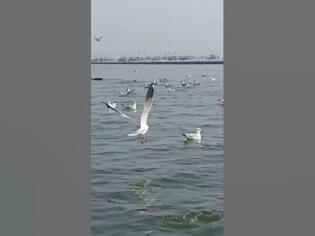 Video thumbnail for prayagraj