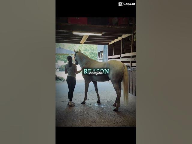 Video thumbnail for A bolero #horse #horsecare #equestrian #dothingsyoudontwanttodo #horseriding #horsegirl #yourhorse