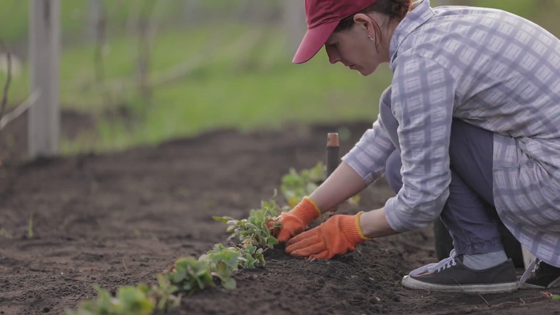 'Video thumbnail for Backyard Strawberry Garden Designs'