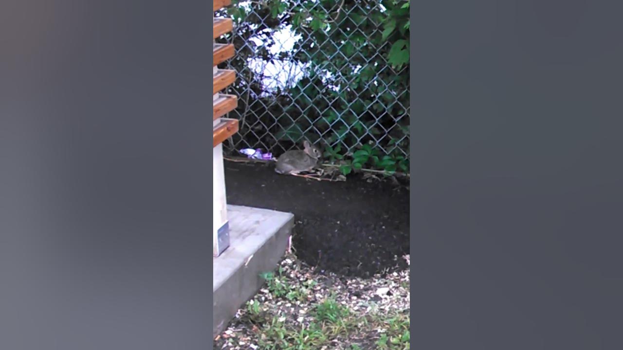 Video thumbnail for Bunny dining at bus stop