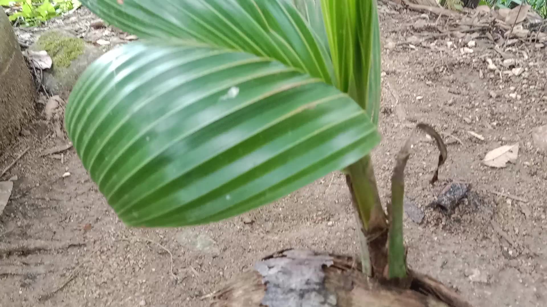 Video thumbnail for One-Year-Old Baby Coconut Tree Plant