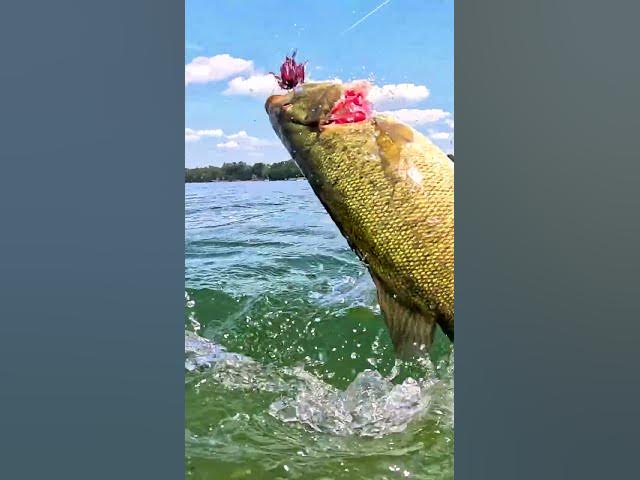 Video thumbnail for PSA📣: Bass actually eat urchin baits🤯🫣😅. Featured: 6th Sense Abstract 12
