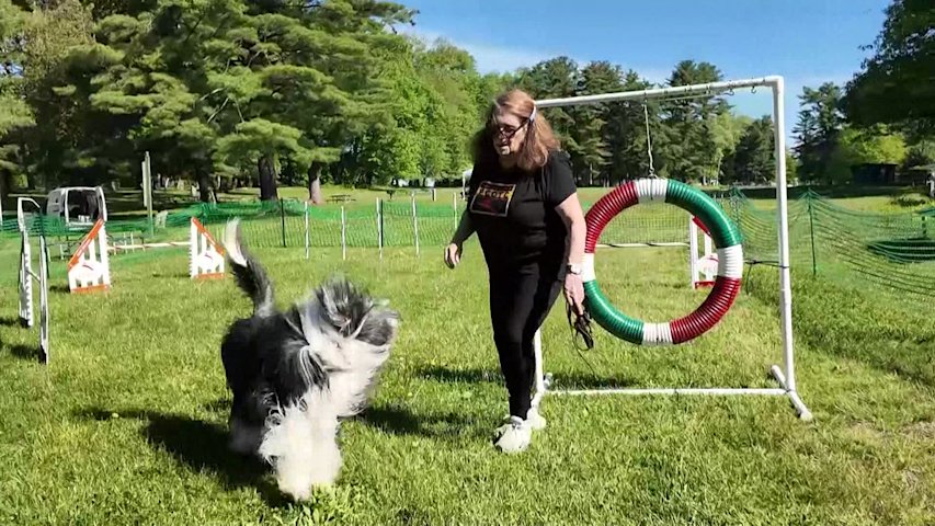 Video thumbnail for Wagging tails and second chances: SPCA Westchester Dog Walk brings hundreds to Yorktown