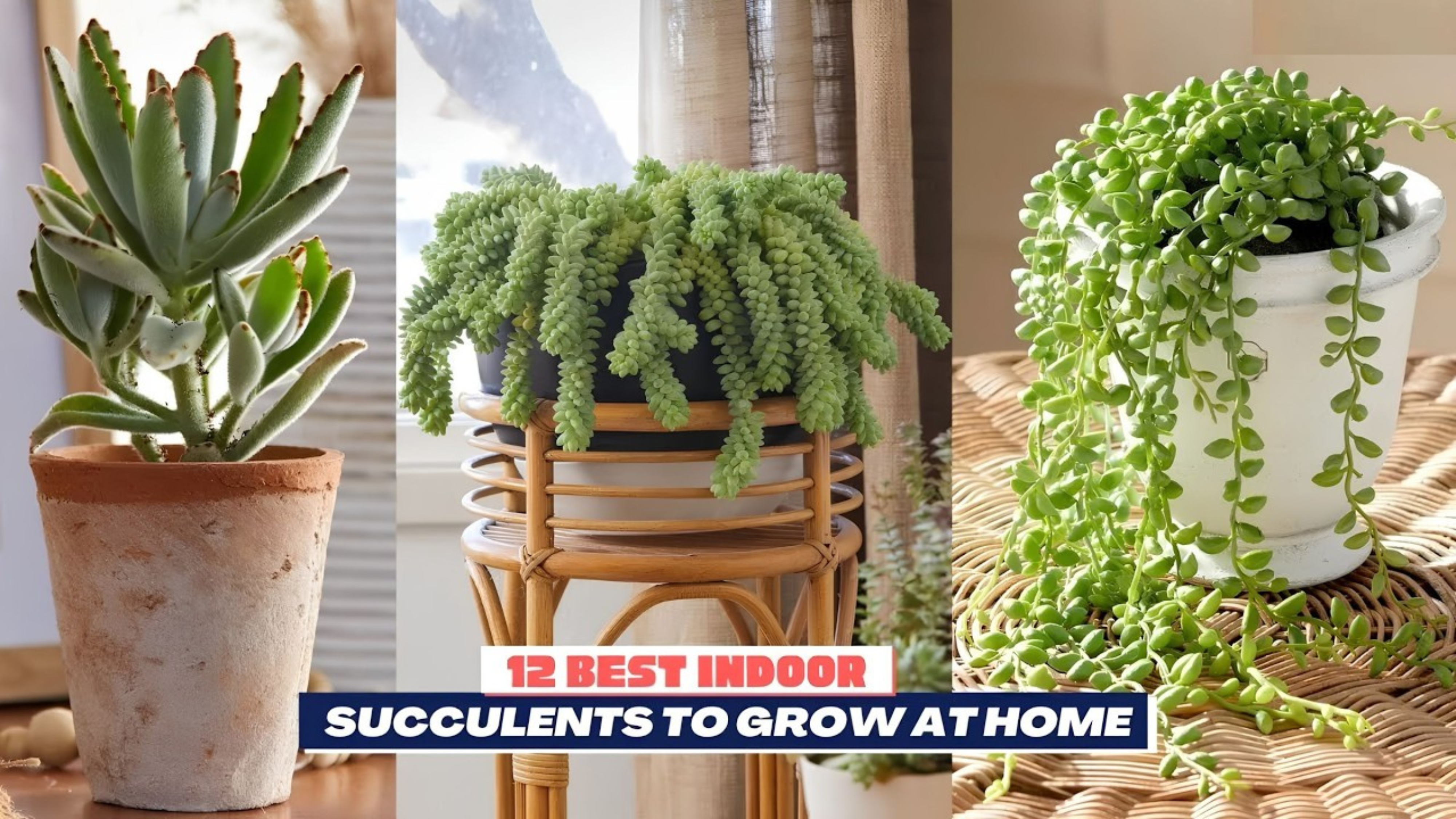 Video thumbnail for 12 Best Indoor Succulents To Grow At Home