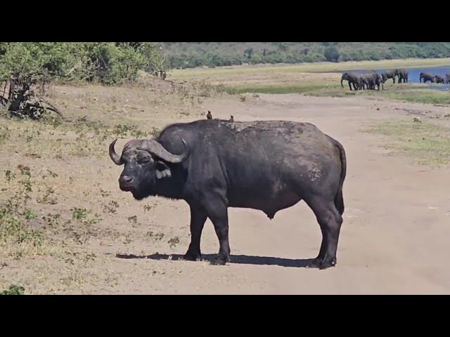 Video thumbnail for The Chobe Riverfront - Serondela Area Daytime Tour
