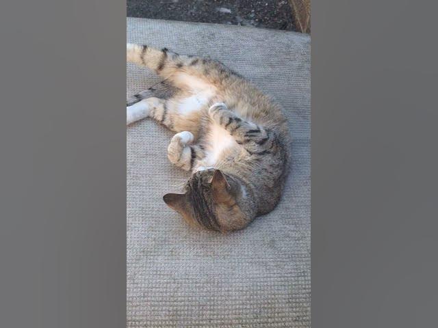 Video thumbnail for A hot ghost....but Tiggs still wants to play