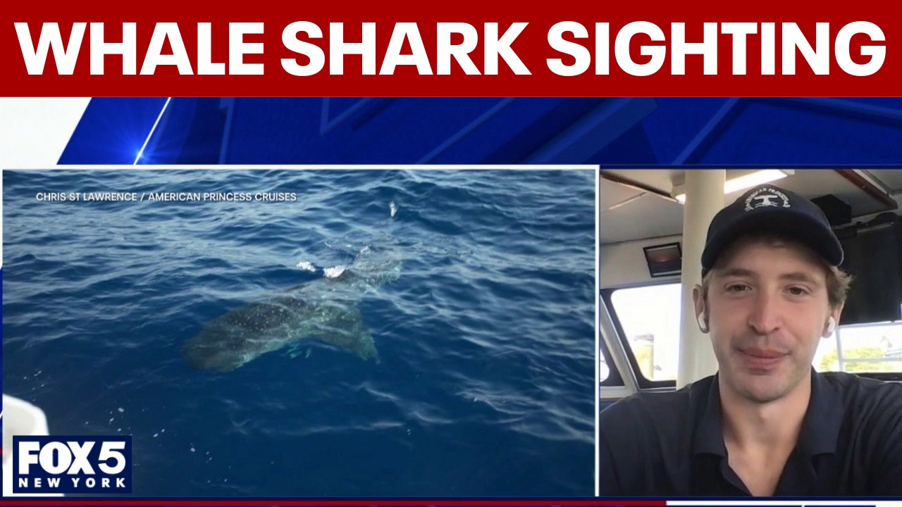 Video thumbnail for Video captures rare whale shark sighting off New York City coast
