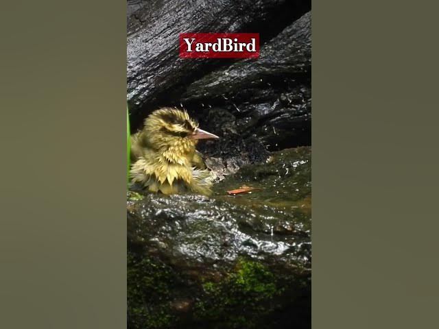 Video thumbnail for Elusive Worm-eating Warbler