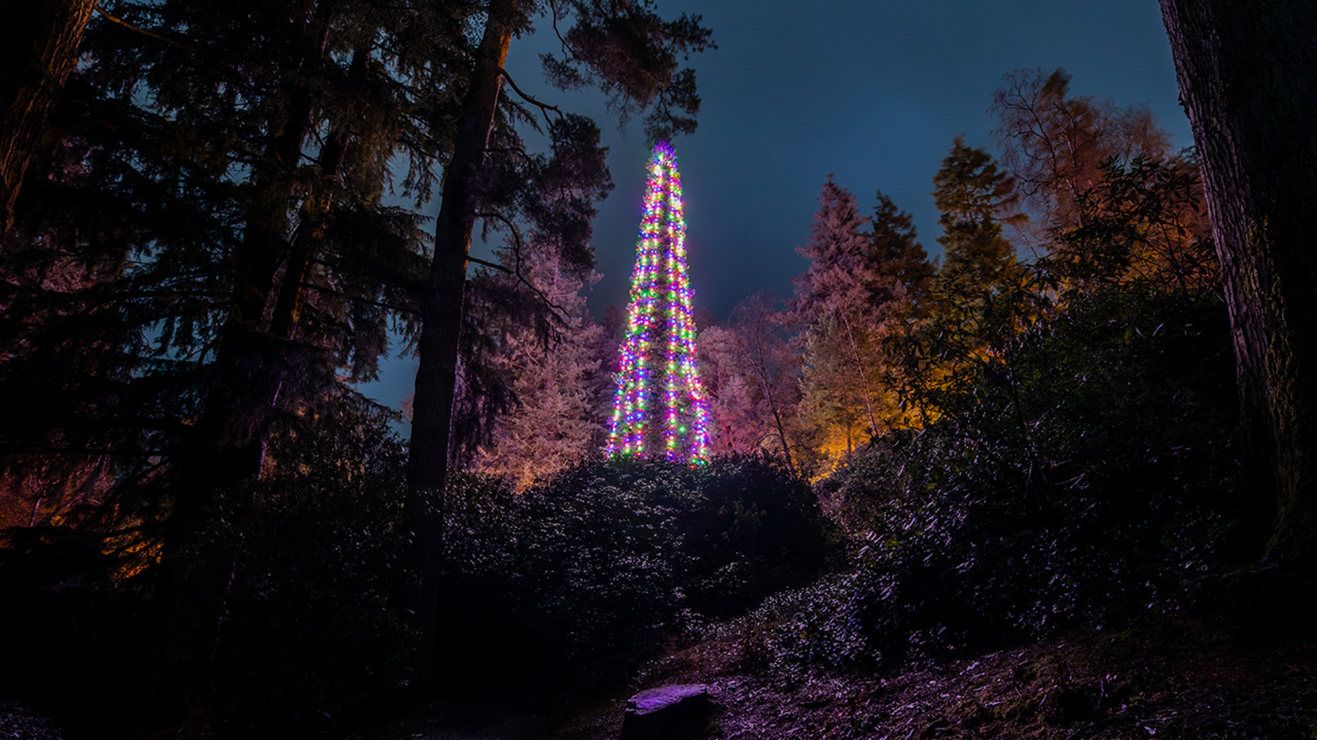 Video thumbnail for Tallest bedded Christmas tree  44.70 m (146 ft 7 in) by National Trust Cragside