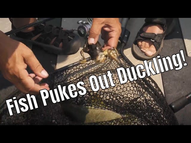 Video thumbnail for St Clair River Smallmouth: Fish Pukes Out Duckling! | Fish'n Canada