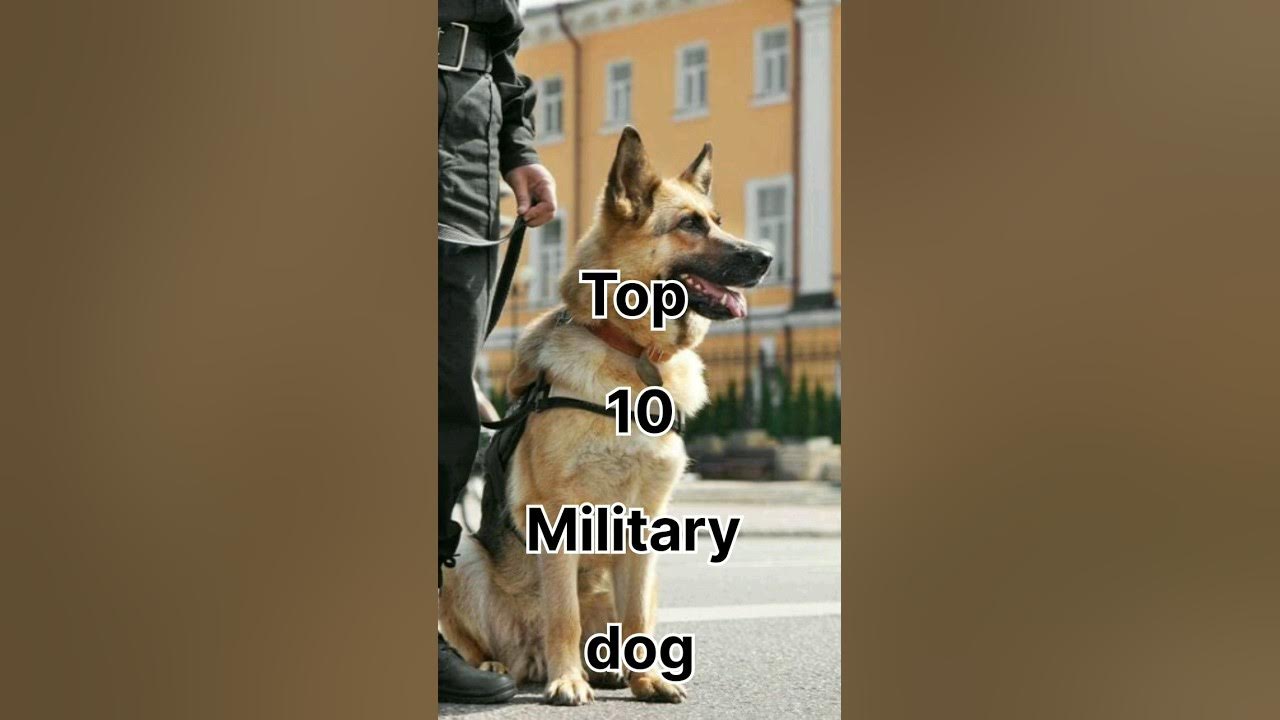 Video thumbnail for Top 10 Military dog #viral #shorts #dogs #military