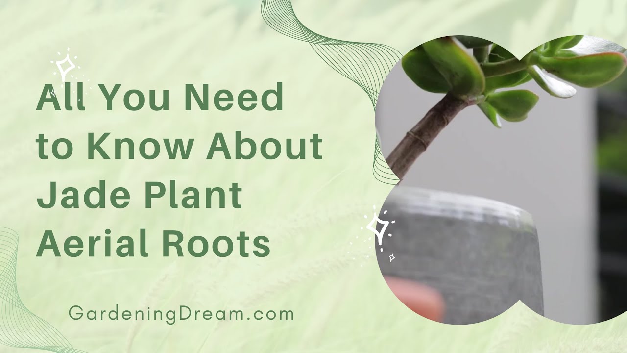 Video thumbnail for All You Need to Know About Jade Plant Aerial Roots