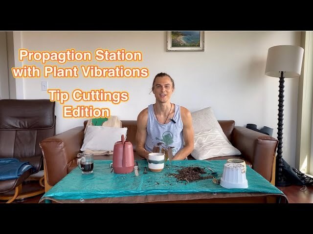 Video thumbnail for Propagating Plants from Tip Cuttings in Water