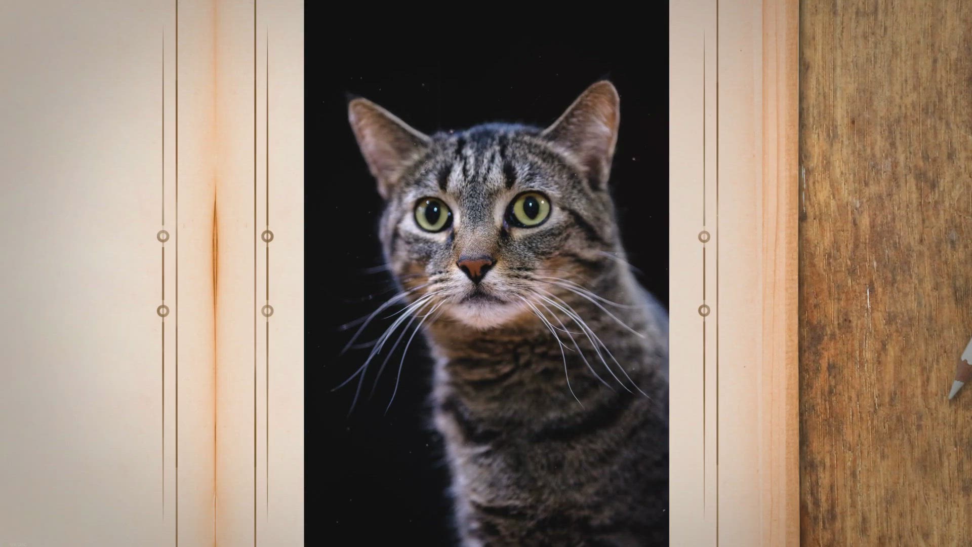 Video thumbnail for Why Does My Cat Look So Skinny After Being Spayed?