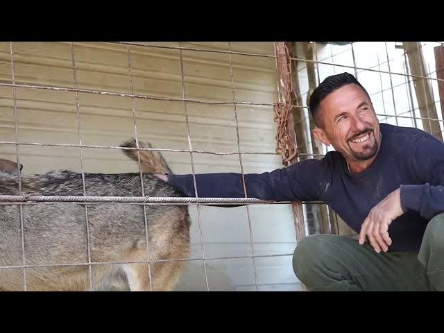 Video thumbnail for Kështu u zbut ujku në kopshtin zologjik “Ujku Trump” në Osek Hilë të Gjakovës