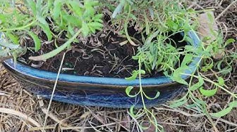 'Video thumbnail for Transplant indoor plants from pots to ground'