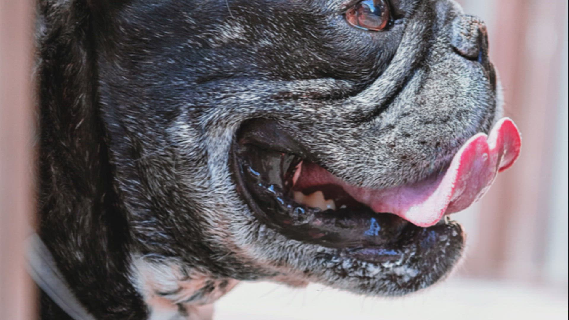 Video thumbnail for How much do French Bulldogs Weigh
