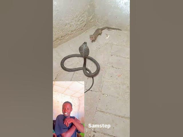 Video thumbnail for catch me if you can 😁👀 watch till end 🤣🤣#funny #comedy