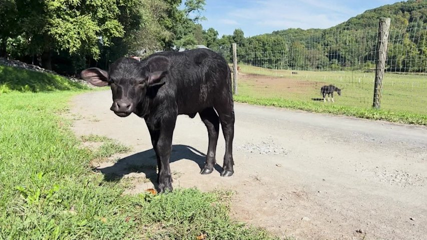 Video thumbnail for Amenia farm names baby water buffalo after Dolly Parton, her husband