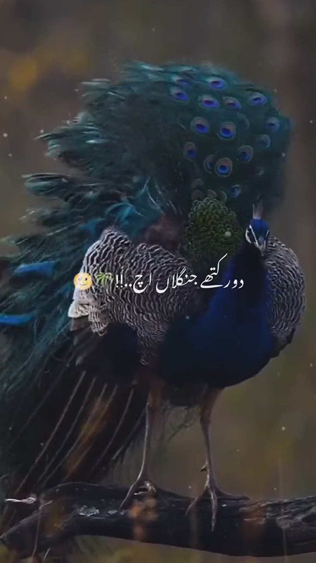 Video thumbnail for VID-20250121-WA0033