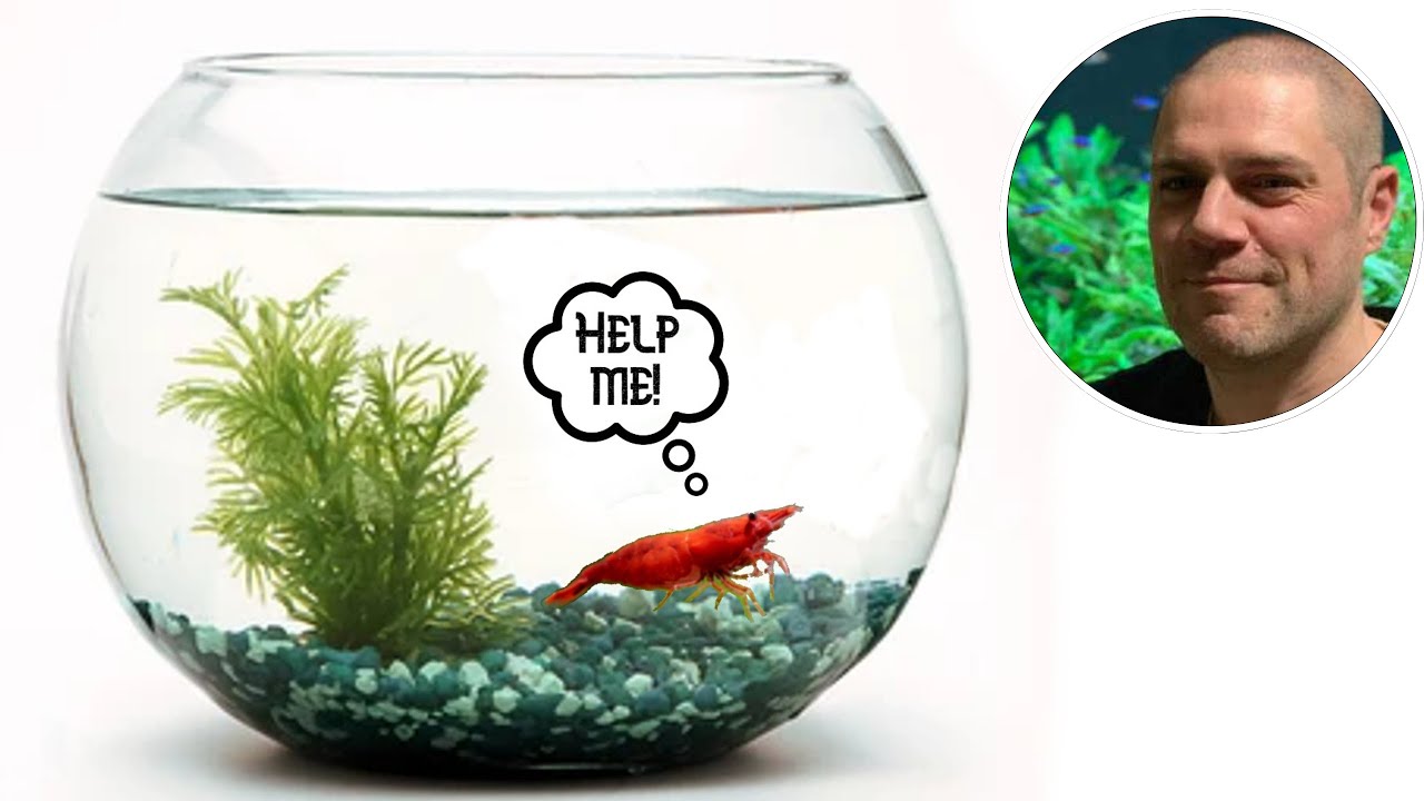 Video thumbnail for Shrimp Tank Setup: Are Bowls Suitable for Keeping Shrimp?