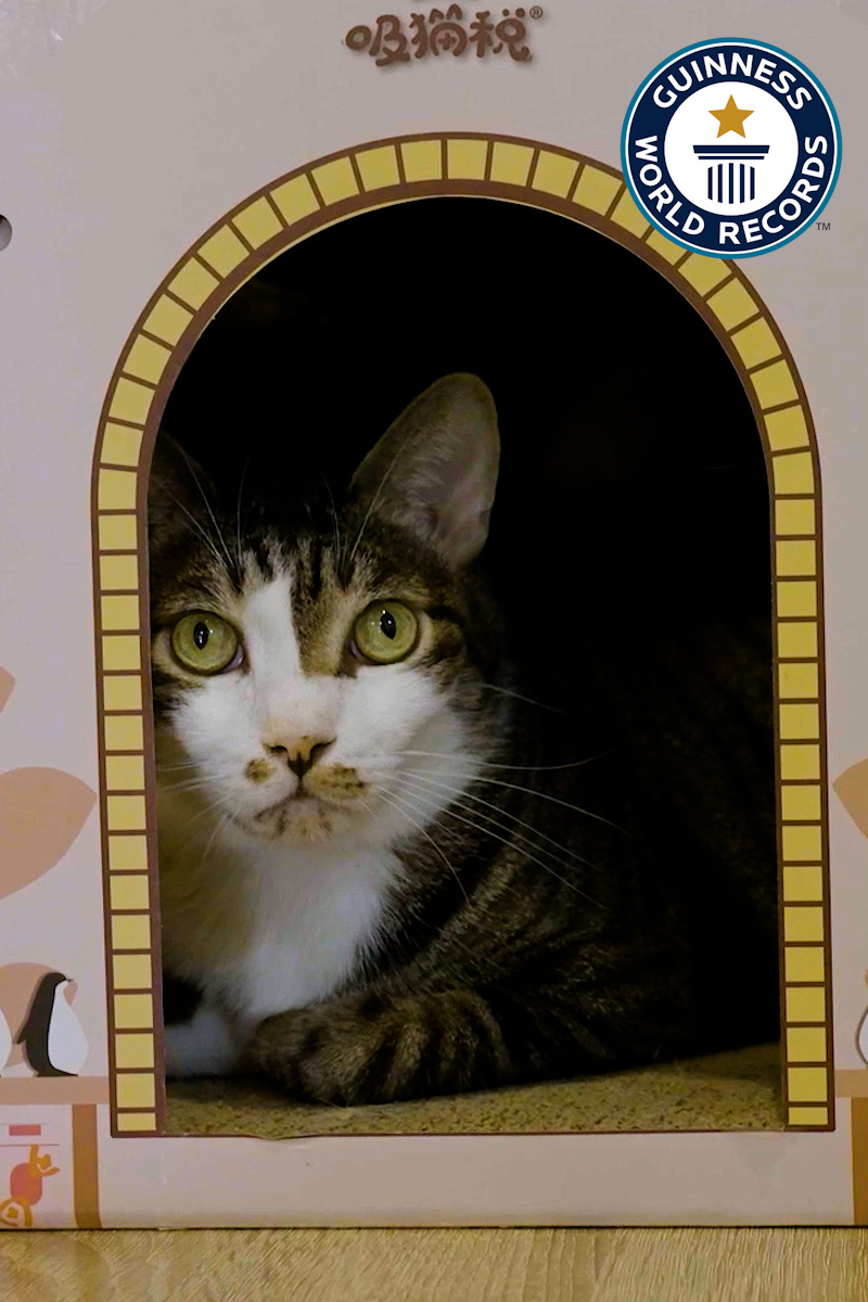 'Video thumbnail for Kitten Garden, exploring the world's oldest cat café'