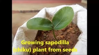 'Video thumbnail for Growing sapodilla plant from seeds / How to grow chiku plant from seeds.'