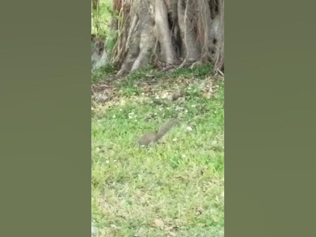 Video thumbnail for Animals On Protected Land In The City