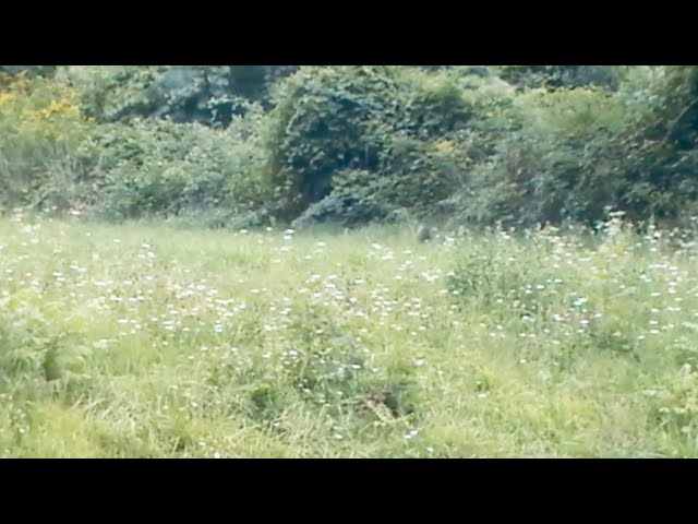 Video thumbnail for 22-250 vs woodchuck out the window