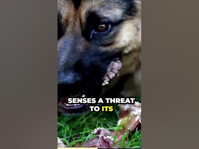 Video thumbnail for The misunderstood loyalty