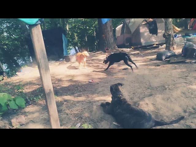 Video thumbnail for Luna and mars playing around while star and Venus are watching