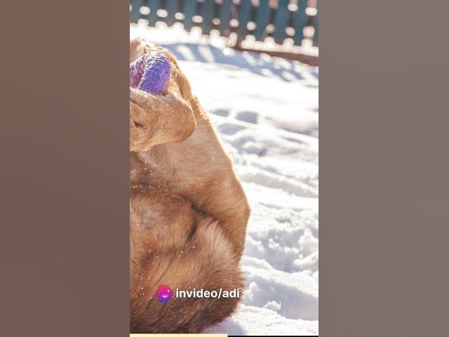 Video thumbnail for The World of Paws German Shepherds