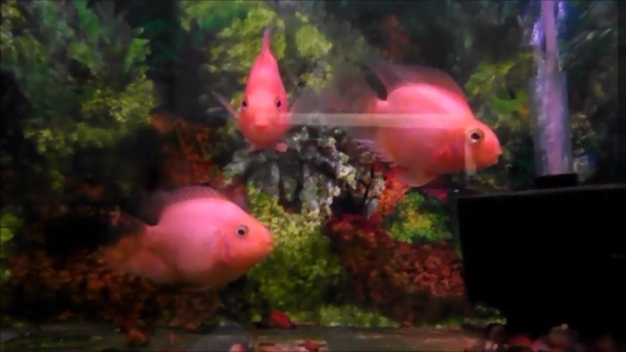 'Video thumbnail for FISH AQUARIUM IN INDIA/Aquarium in Belgaum district/Attractions in belgavi'