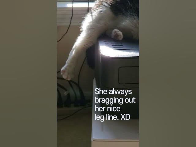 Video thumbnail for My cat is a wierdo. #Shorts