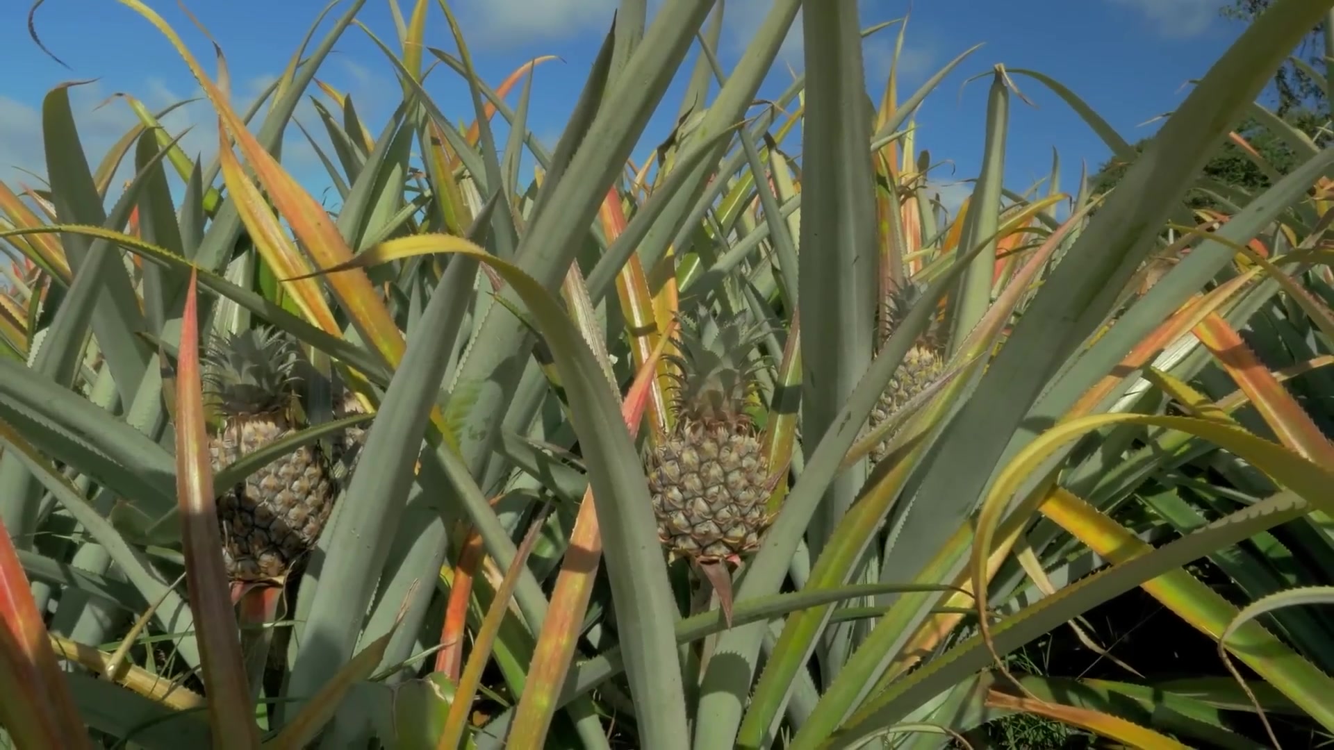 Video thumbnail for 5 Canned Fruits You Should Buy And 5 You Shouldn't