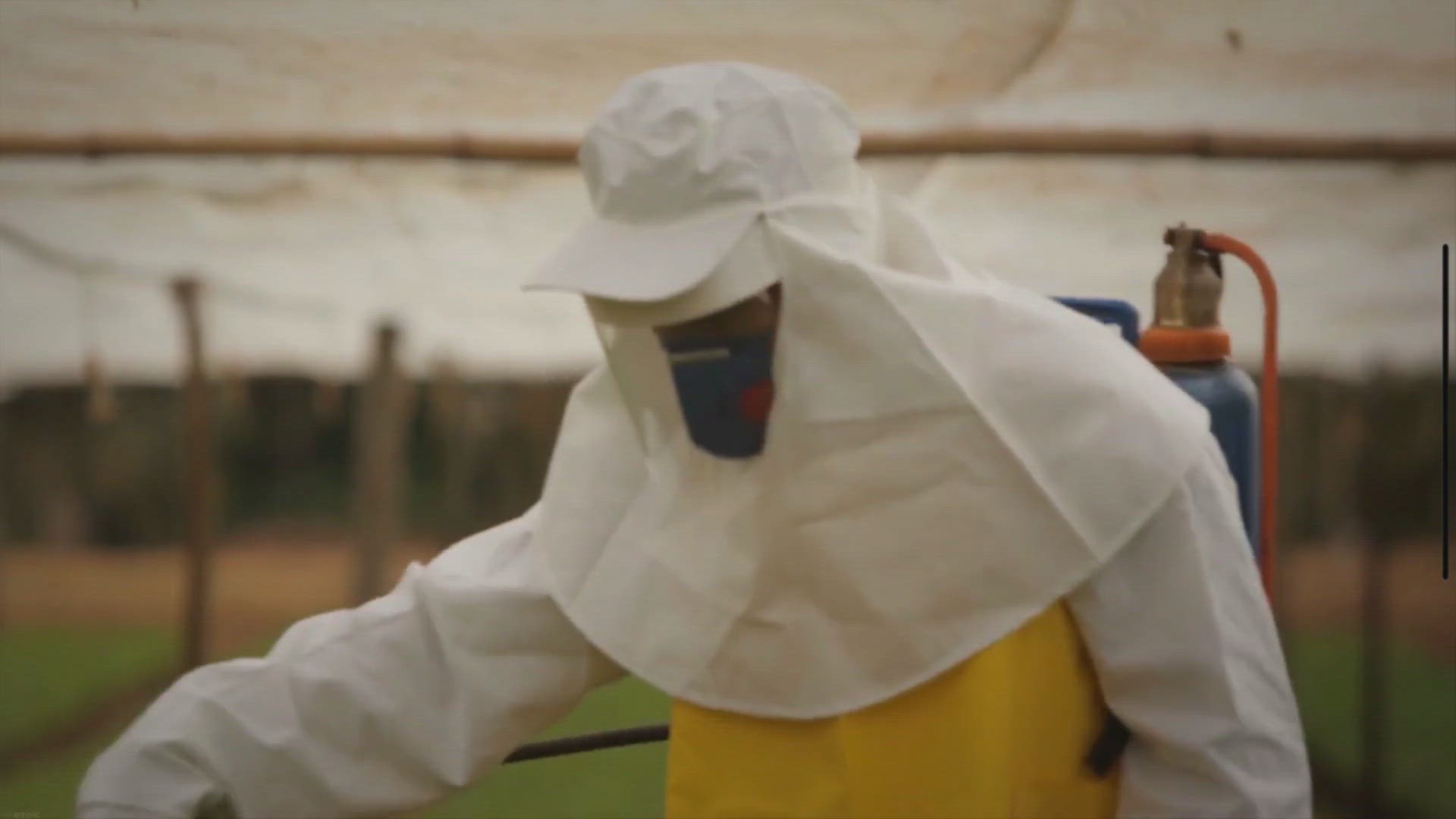 'Video thumbnail for Gnat Repellent DIY Ideas'