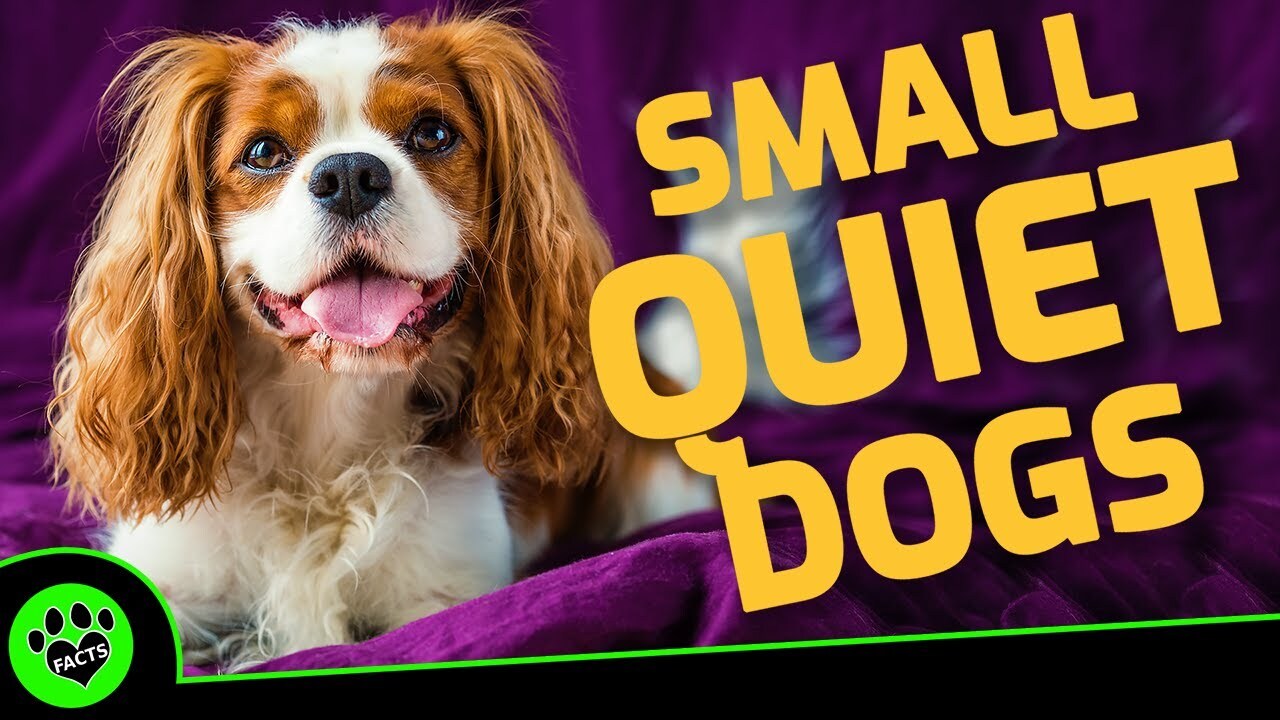 Video thumbnail for 7 Small Quiet Dog Breeds Perfect for Apartment Living: No More Yappy Neighbors!