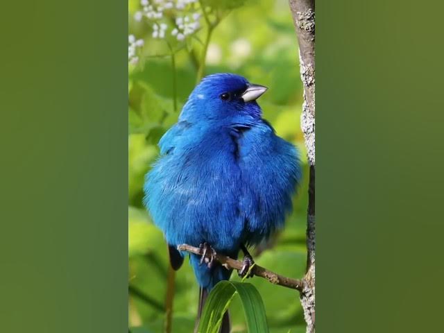 Video thumbnail for नीली पंछी #viral