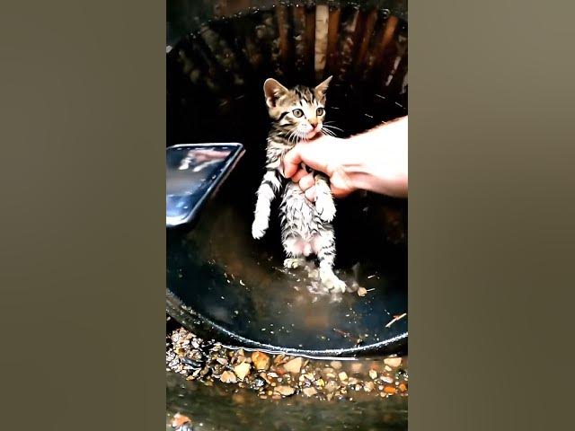 Video thumbnail for Stray Kitten Rescue From Drain Pipe 🐾 (AI-Generated)