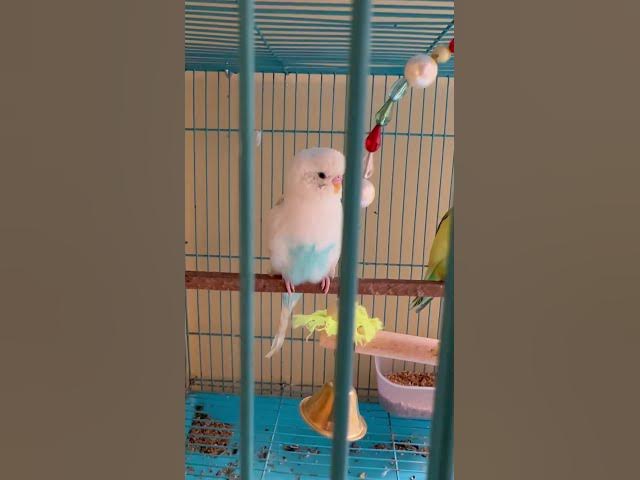 Video thumbnail for Happy Budgie Sounds